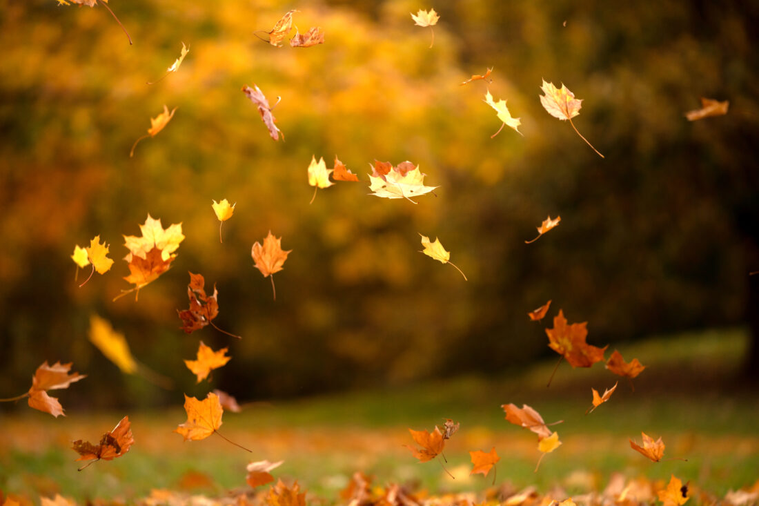 Free Fallin’: Today is the official start of autumn - News and Sentinel
